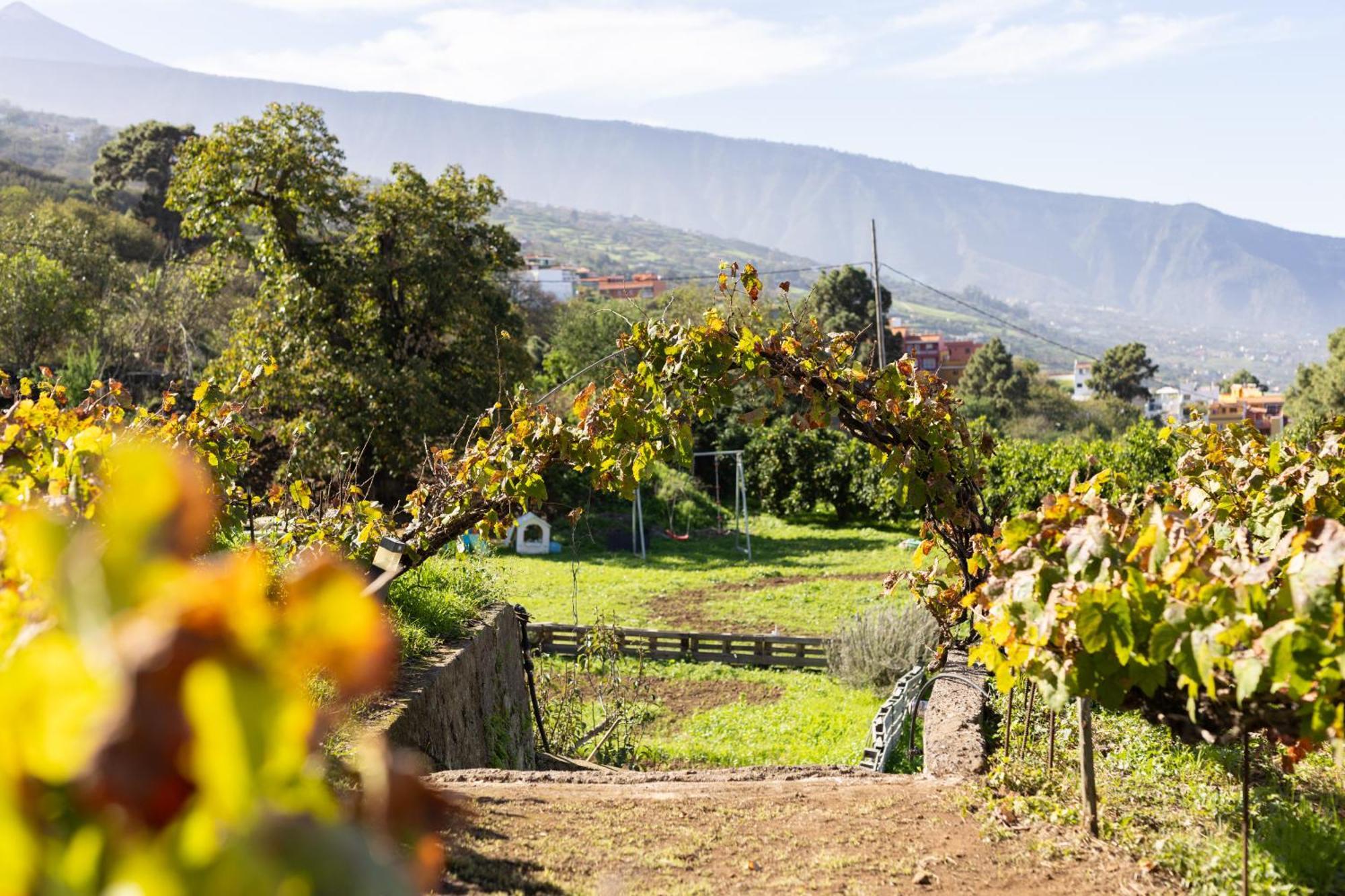 Ek Teide Finca El Milagro La Orotava Buitenkant foto