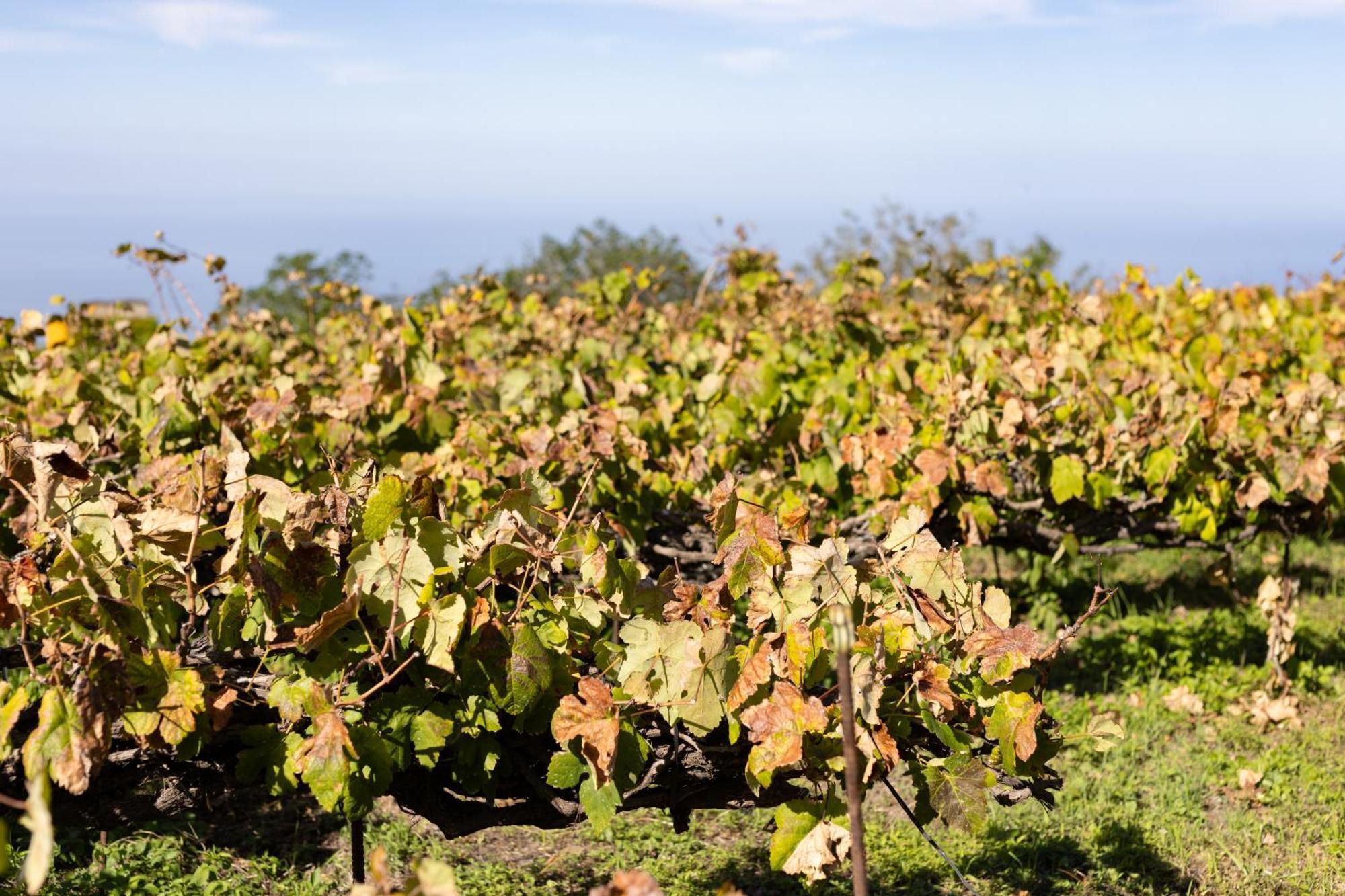 Ek Teide Finca El Milagro La Orotava Buitenkant foto