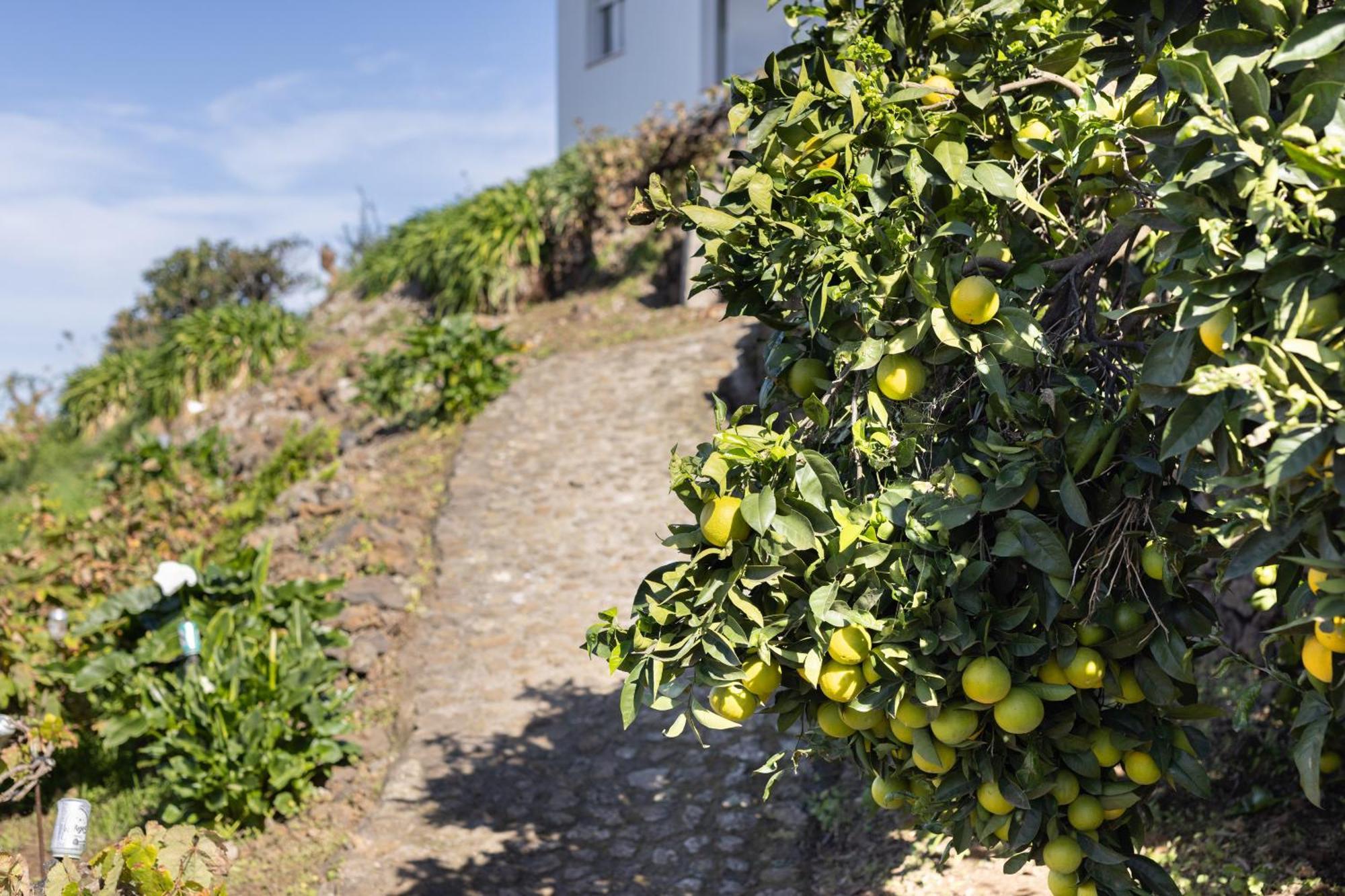 Ek Teide Finca El Milagro La Orotava Buitenkant foto